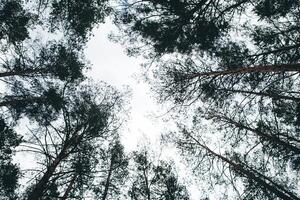 looking up at the sky through the trees in a forest photo