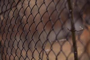 A closeup of a chainlink fence with a tree in the background photo