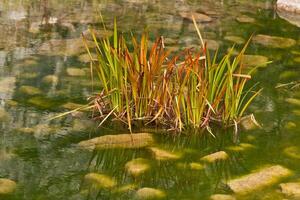 Aquatic plant floating on water in freshwater marsh photo