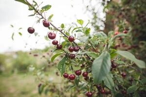 Fruit produced from flowering plant, cherries hanging from tree branch photo