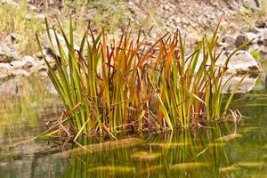 a bunch of plants are growing out of the water in a pond photo