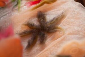 A close up of a starfish with peach flesh and a patterned furlike texture photo