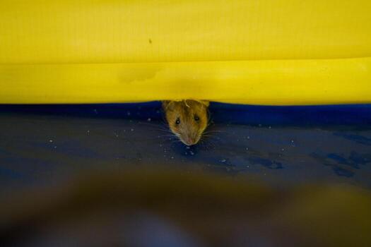 A mouse peeking out from under a yellow umbrella in macro photography photo