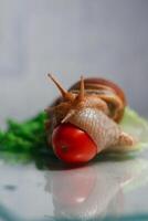 A snail crawls on a tomato and lettuce on a plate of fresh produce photo