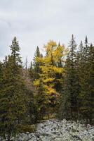 Yellow larch on the background of green fir trees, coniferous trees growing in the mountains, stone placer at the roots of trees, autumn landscape. photo