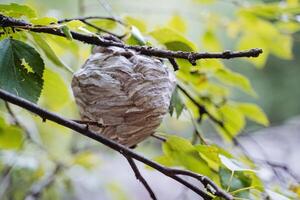 A species of hornet's nest hanging on a tree branch, a paper dwelling, insect pests, stinging painfully, danger in the forest. photo