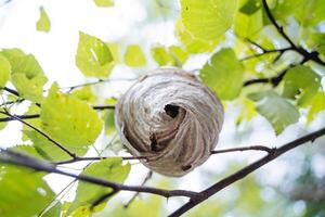 A hornet's nest is a species from below the entrance to an insect house, wildlife, a dangerous family of wasps, a nest hanging on a tree branch in a birch forest. photo