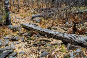 A wooden bridge in the woods photo