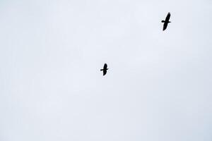 Two birds flying in the sky photo