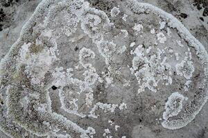Gray moss on a stone. The texture of natural lichen. Abstract picture of gray dry vegetation. photo
