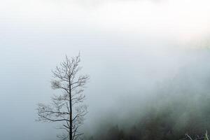 a dry tree standing alone in the mountains against the background of fog, cloudy weather, minimalism photo