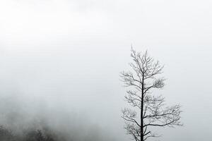 a dry tree standing alone in the mountains against the background of fog, cloudy weather, minimalism photo
