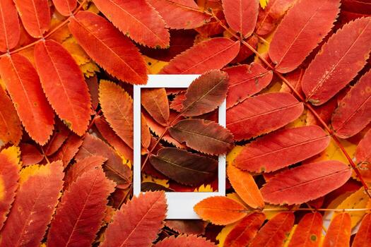 Autumn composition of leaves and Polaroid image. The concept of autumn. Minimalism and abstraction. White frame on a background of bright autumn leaves photo