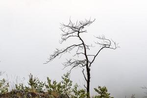 a dry tree standing alone in the mountains against the background of fog, cloudy weather, minimalism photo