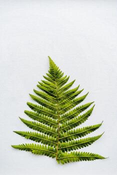 un grande hoja de verde helecho en un blanco antecedentes. minimalista composición con espacio a Copiar. foto