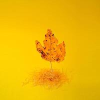 A maple leaf on a yellow background is covered with spruce needles. Minimalism autumn concept, an abstraction on the theme of autumn photo