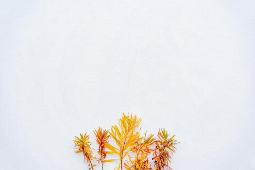 Branches of yellow grass on a white background. Autumn composition in a minimalistic style. Space for text. The concept of minimalism. photo