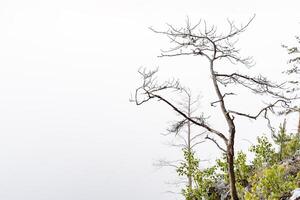 a dry tree standing alone in the mountains against the background of fog, cloudy weather, minimalism photo