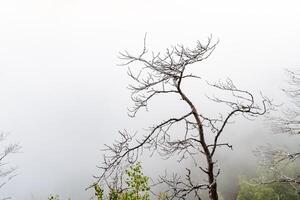 a dry tree standing alone in the mountains against the background of fog, cloudy weather, minimalism photo