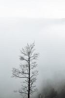 a dry tree standing alone in the mountains against the background of fog, cloudy weather, minimalism photo