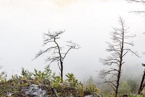 a dry tree standing alone in the mountains against the background of fog, cloudy weather, minimalism photo