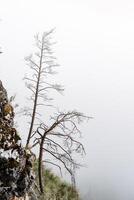 a dry tree standing alone in the mountains against the background of fog, cloudy weather, minimalism photo