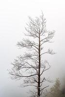 a dry tree standing alone in the mountains against the background of fog, cloudy weather, minimalism photo