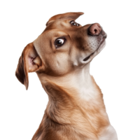 Playful dog displaying curious expression indoors png