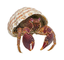 Crab emerges from its shell in a bright setting png