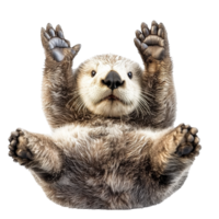 Cute otter with paws raised in playful pose png