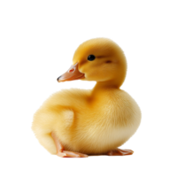 Duckling resting on white background png
