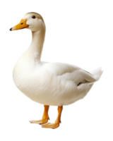 White duck standing gracefully in a bright setting png