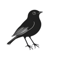 Black bird with distinct features in profile view png