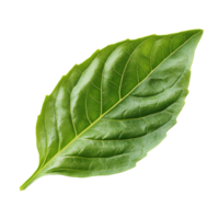 Fresh green basil leaf lying on a surface png