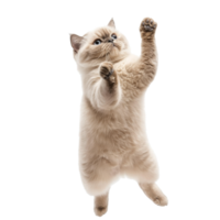 Cat jumping with enthusiasm in a playful moment png