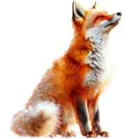 Majestic red fox in natural pose during daylight png