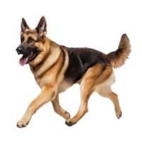 German shepherd running joyfully in bright light png
