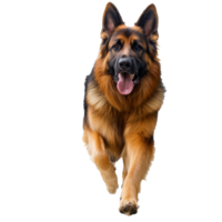 Active German Shepherd runs to camera png