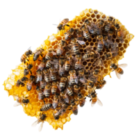 Bees creating honeycomb structure in vibrant hive png