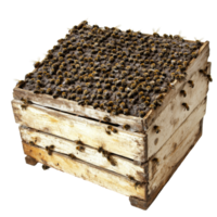 Bees swarm a wooden hive in afternoon png