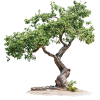 Unique twisted tree standing alone in nature png