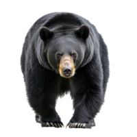 Large black bear walking towards camera in nature png