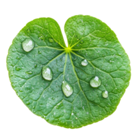 Fresh green leaf with water droplets in nature png