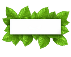 Green leaves frame with blank space for text png