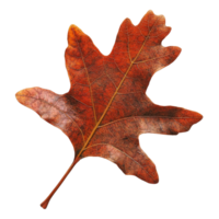 Beautiful autumn oak leaf on a white background png