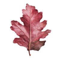 Beautiful red oak leaf displaying autumn colors png
