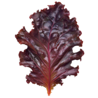 Fresh red leaf lettuce for saladswraps png