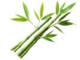 Fresh green bamboo stalks with leaves on display png
