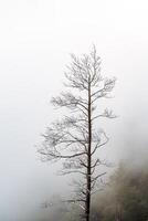 a dry tree standing alone in the mountains against the background of fog, cloudy weather, minimalism photo