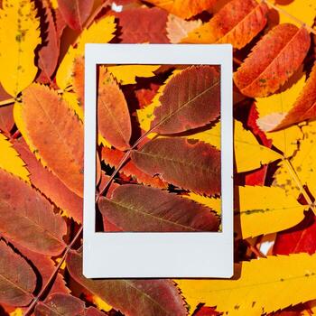 Autumn composition of leaves and Polaroid image. The concept of autumn. Minimalism and abstraction. White frame on a background of bright autumn leaves photo
